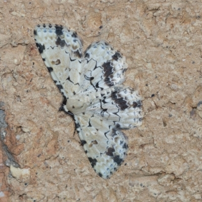 Sandava scitisignata (Fungi Snout, Hypeninae) at Higgins, ACT - 4 Feb 2022 by AlisonMilton