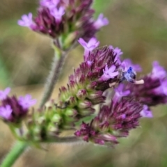 Verbena incompta (Purpletop) at Stromlo, ACT - 4 Feb 2022 by tpreston