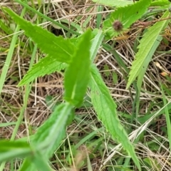 Verbena incompta at Stromlo, ACT - 4 Feb 2022