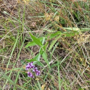 Verbena incompta at Stromlo, ACT - 4 Feb 2022