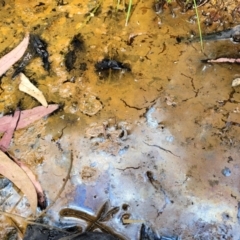 Iron Bacteria at Stromlo, ACT - 4 Feb 2022