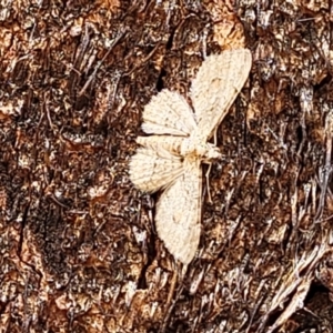 Larentiinae (subfamily) at Stromlo, ACT - 4 Feb 2022