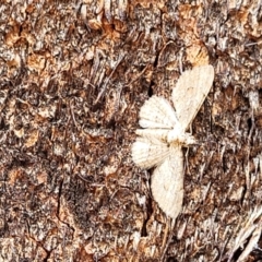 Larentiinae (subfamily) at Stromlo, ACT - 4 Feb 2022 03:37 PM