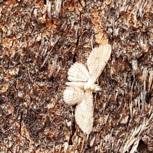 Larentiinae (subfamily) at Stromlo, ACT - 4 Feb 2022