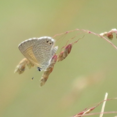 Nacaduba biocellata (Two-spotted Line-Blue) at Brindabella, NSW - 1 Feb 2022 by Christine