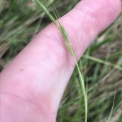 Microlaena stipoides (Weeping Grass) at Hughes, ACT - 3 Feb 2022 by Tapirlord