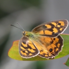 Heteronympha penelope (Shouldered Brown) at Cotter River, ACT - 1 Feb 2022 by Christine