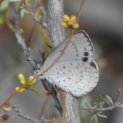 Erina hyacinthina (Varied Dusky-blue) at Jerrabomberra, NSW - 3 Feb 2022 by Steve_Bok