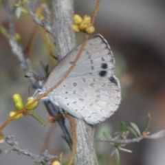 Erina hyacinthina at Jerrabomberra, NSW - 3 Feb 2022 04:53 PM