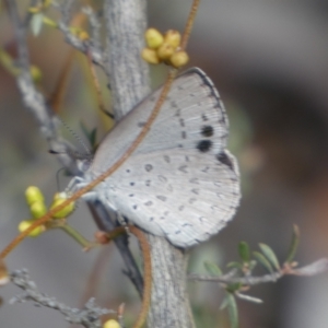 Erina hyacinthina at Jerrabomberra, NSW - 3 Feb 2022