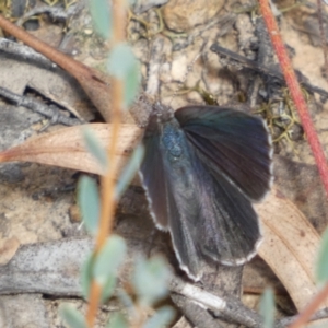 Erina hyacinthina at Jerrabomberra, NSW - 3 Feb 2022