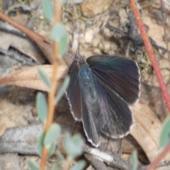 Erina hyacinthina at Jerrabomberra, NSW - 3 Feb 2022 04:53 PM