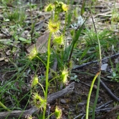 Drosera gunniana (Pale Sundew) at Bonner, ACT - 16 Sep 2020 by JanetRussell