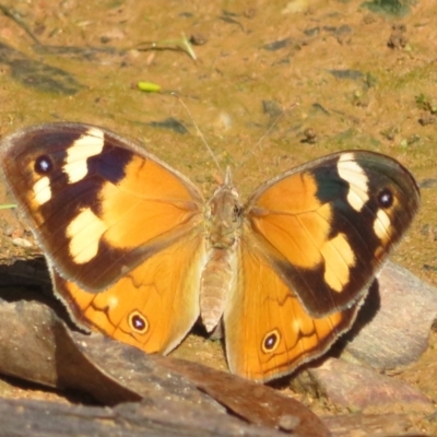 Heteronympha merope (Common Brown Butterfly) at Cotter River, ACT - 31 Jan 2022 by Christine