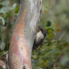 Cormobates leucophaea (White-throated Treecreeper) at Jerrabomberra, NSW - 4 Feb 2022 by Steve_Bok