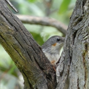 Cormobates leucophaea at Jerrabomberra, NSW - 4 Feb 2022