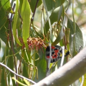 Delias harpalyce at Jerrabomberra, NSW - 4 Feb 2022