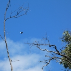 Delias harpalyce at Jerrabomberra, NSW - 4 Feb 2022