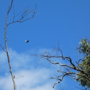 Delias harpalyce at Jerrabomberra, NSW - 4 Feb 2022