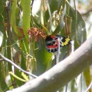 Delias harpalyce at Jerrabomberra, NSW - 4 Feb 2022