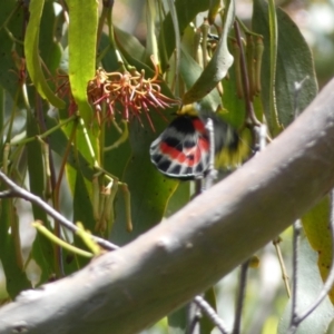 Delias harpalyce at Jerrabomberra, NSW - 4 Feb 2022