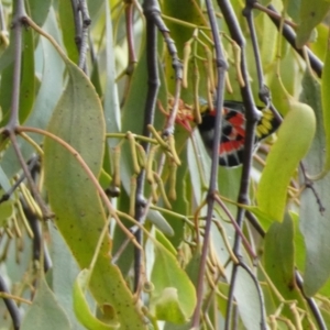 Delias harpalyce at Jerrabomberra, NSW - 4 Feb 2022