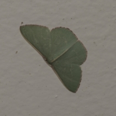 Chlorocoma vertumnaria (Red-fringed Emerald) at Higgins, ACT - 30 Jan 2022 by AlisonMilton