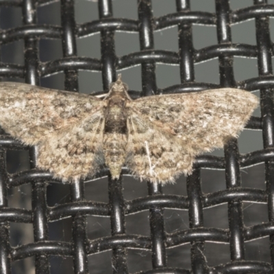 Chloroclystis catastreptes (Green and Brown Carpet) at Higgins, ACT - 3 Feb 2022 by AlisonMilton