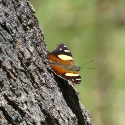 Vanessa itea (Yellow Admiral) at Jerrabomberra, NSW - 4 Feb 2022 by Steve_Bok