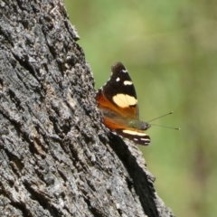 Vanessa itea at Jerrabomberra, NSW - 4 Feb 2022 01:52 PM