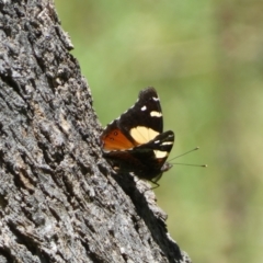 Vanessa itea at Jerrabomberra, NSW - 4 Feb 2022 01:52 PM