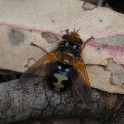 Microtropesa sinuata (A bristle fly) at Jerrabomberra, NSW - 4 Feb 2022 by SteveBorkowskis