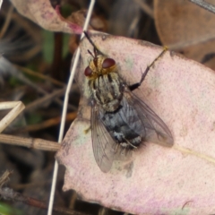 Unverified True fly (Diptera) at Jerrabomberra, NSW - 4 Feb 2022 by SteveBorkowskis