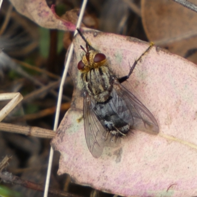Unverified True fly (Diptera) at Jerrabomberra, NSW - 4 Feb 2022 by SteveBorkowskis
