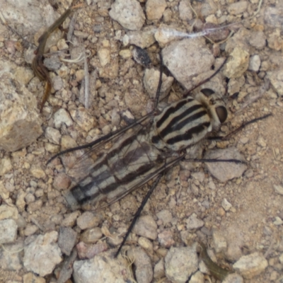 Apiocera sp. (genus) (A flower loving fly) at Jerrabomberra, NSW - 4 Feb 2022 by Steve_Bok