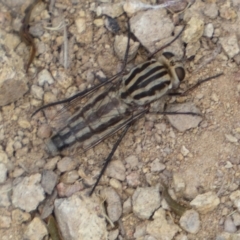 Apiocera sp. (genus) at Jerrabomberra, NSW - 4 Feb 2022