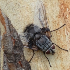 Rutilia sp. (genus) (A Rutilia bristle fly, subgenus unknown) at Googong, NSW - 4 Feb 2022 by SteveBorkowskis