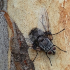 Rutilia sp. (genus) at Googong, NSW - 4 Feb 2022