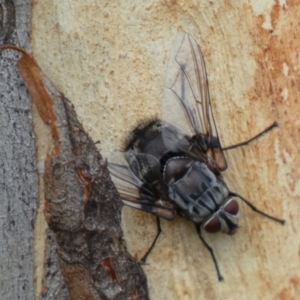 Rutilia sp. (genus) at Googong, NSW - 4 Feb 2022