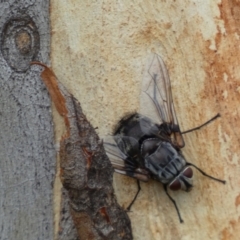 Rutilia sp. (genus) at Googong, NSW - 4 Feb 2022