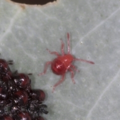 Acari (informal subclass) (Unidentified mite) at Bango, NSW - 3 Feb 2022 by AlisonMilton