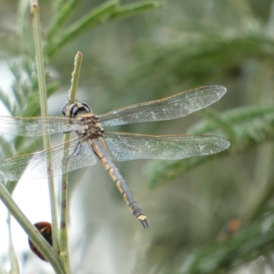 Hemicordulia tau (Tau Emerald) at Googong, NSW - 4 Feb 2022 by Steve_Bok