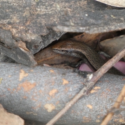Lampropholis delicata (Delicate Skink) at Jerrabomberra, NSW - 4 Feb 2022 by SteveBorkowskis