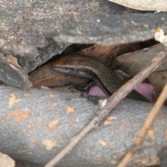 Lampropholis delicata at Jerrabomberra, NSW - 4 Feb 2022 05:27 PM