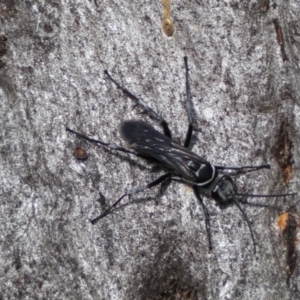 Pompilidae (family) at Jerrabomberra, NSW - 4 Feb 2022