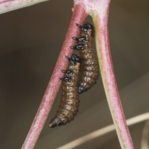 Paropsis aegrota at Bango, NSW - 3 Feb 2022 09:53 AM