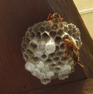 Polistes (Polistella) humilis at Kambah, ACT - 2 Feb 2022