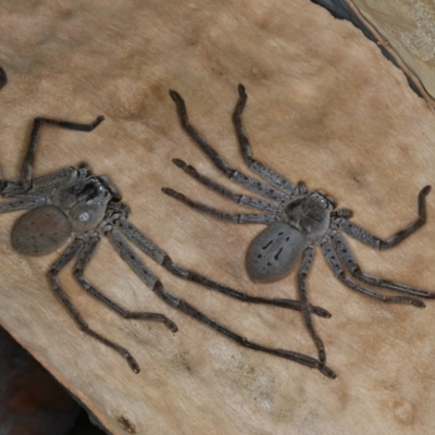 Isopeda sp. (genus) (Huntsman Spider) at Bango, NSW - 3 Feb 2022 by jb2602