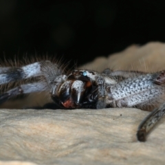 Isopeda sp. (genus) at Bango, NSW - 3 Feb 2022