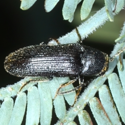 Eucnemidae (family) (False click beetles) at Bango, NSW - 3 Feb 2022 by jb2602